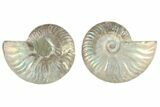 Cut & Polished, Agatized Ammonite Fossil - Madagascar #234410-1